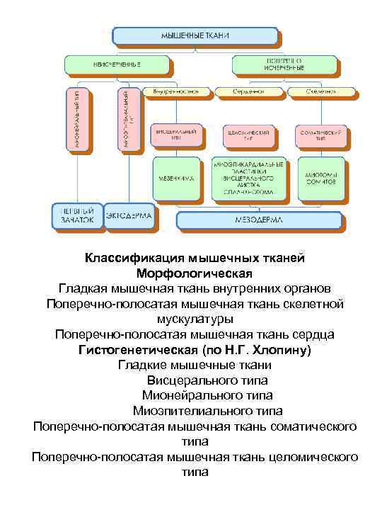 Классификация мышечных тканей Морфологическая Гладкая мышечная ткань внутренних органов Поперечно-полосатая мышечная ткань скелетной мускулатуры