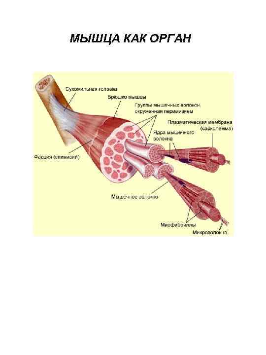 МЫШЦА КАК ОРГАН 