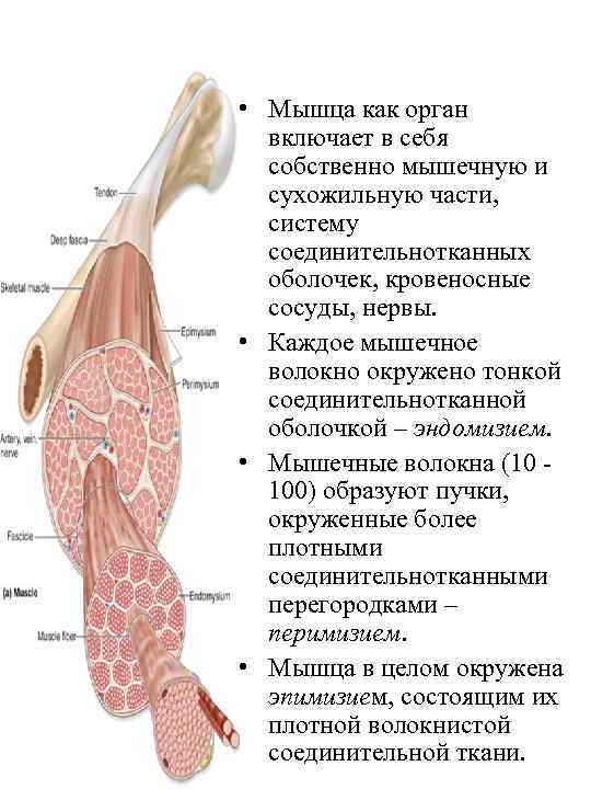  • Мышца как орган включает в себя собственно мышечную и сухожильную части, систему