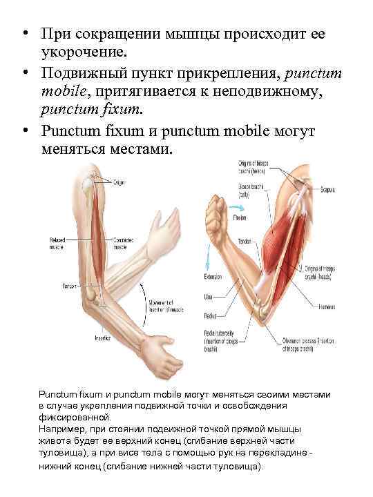 • При сокращении мышцы происходит ее укорочение. • Подвижный пункт прикрепления, punctum mobile,