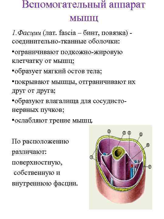 Вспомогательный аппарат мышц 1. Фасции (лат. fascia – бинт, повязка) соединительно-тканные оболочки: • ограничивают