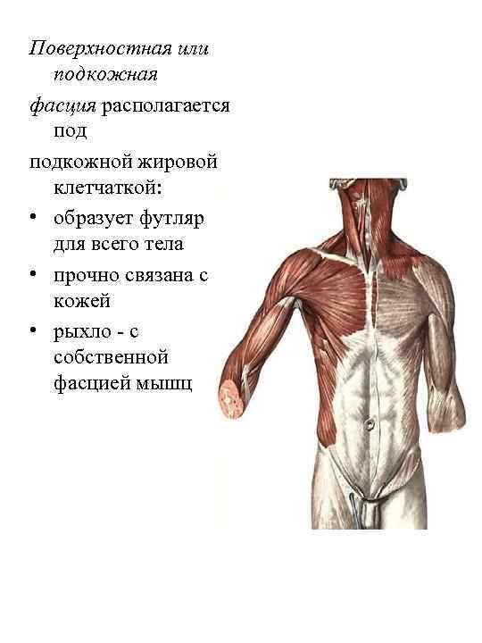 Поверхностная или подкожная фасция располагается подкожной жировой клетчаткой: • образует футляр для всего тела