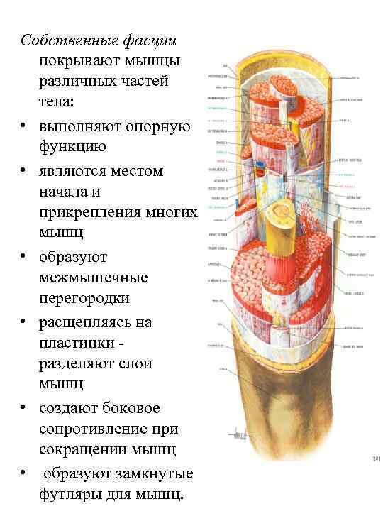 Собственные фасции покрывают мышцы различных частей тела: • выполняют опорную функцию • являются местом