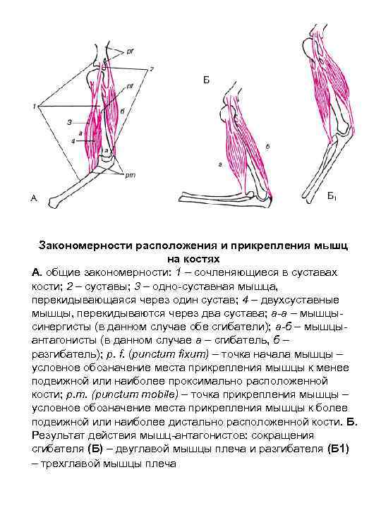 Закономерности расположения и прикрепления мышц на костях А. общие закономерности: 1 – сочленяющиеся в