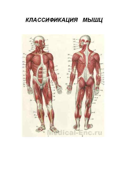 КЛАССИФИКАЦИЯ МЫШЦ 