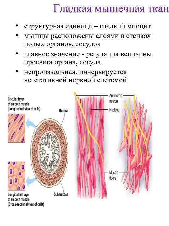 Гладкая мышечная ткань рисунок