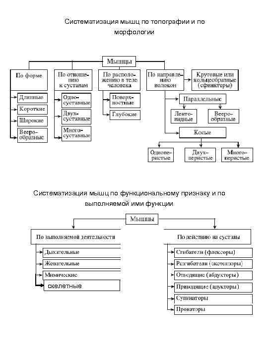 Систематизация мышц по топографии и по морфологии Систематизация мышц по функциональному признаку и по