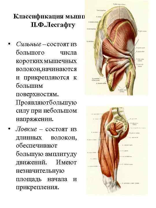 Технологическая карта физиология лесгафта