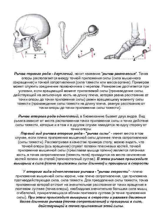 Рычаг первого рода - двуплечий, носит название "рычаг равновесия". Точка опоры располагается между точкой
