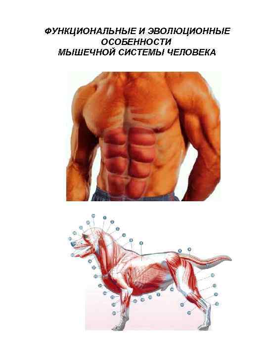 ФУНКЦИОНАЛЬНЫЕ И ЭВОЛЮЦИОННЫЕ ОСОБЕННОСТИ МЫШЕЧНОЙ СИСТЕМЫ ЧЕЛОВЕКА 