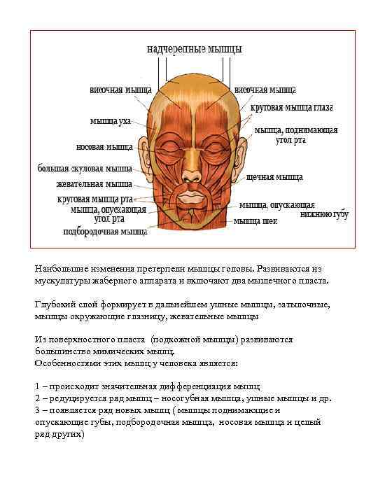 Наибольшие изменения претерпели мышцы головы. Развиваются из мускулатуры жаберного аппарата и включают два мышечного