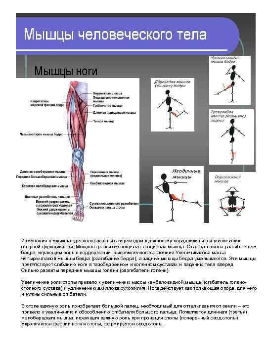 Изменения в мускулатуре ноги связаны с переходом к двуногому передвижению и увеличению опорной функции