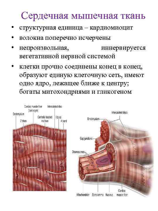 Какие органы образует сердечная мышечная ткань