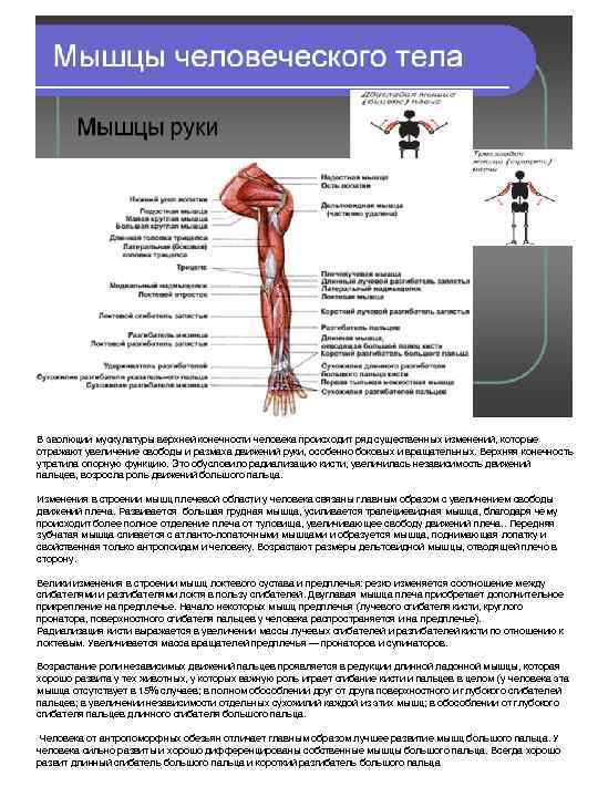 В эволюции мускулатуры верхней конечности человека происходит ряд существенных изменений, которые отражают увеличение свободы