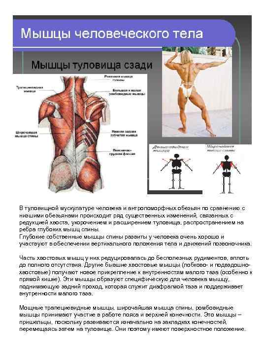 В туловищной мускулатуре человека и антропоморфных обезьян по сравнению с низшими обезьянами происходит ряд