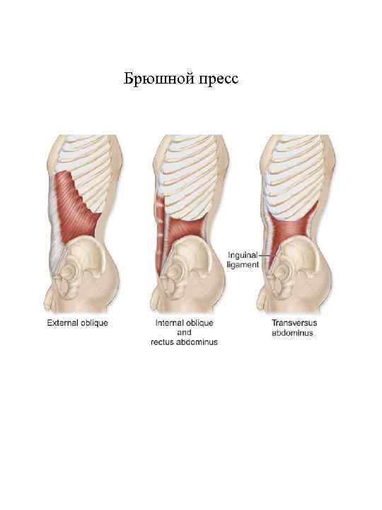 Брюшной пресс 