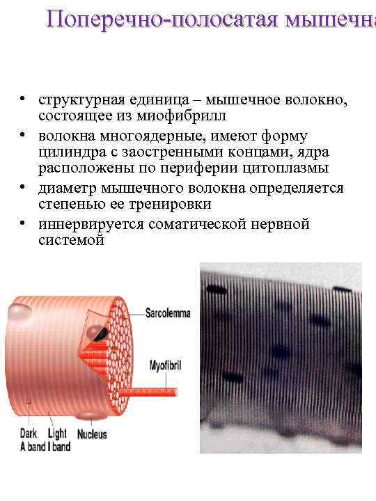 Поперечно-полосатая мышечна • структурная единица – мышечное волокно, состоящее из миофибрилл • волокна многоядерные,