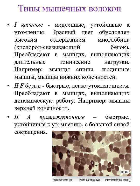Типы мышечных волокон • I красные - медленные, устойчивые к утомлению. Красный цвет обусловлен