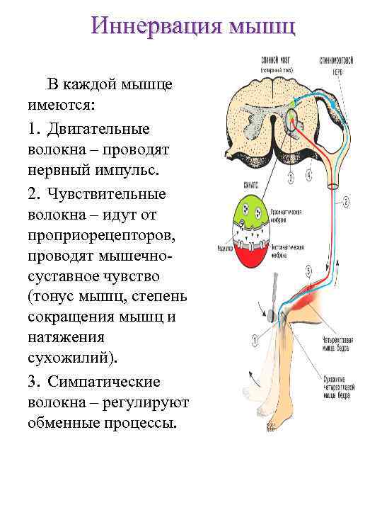 Иннервация мышц. Схема иннервации инспираторных мышц. Схема иннервации скелетной мышцы. Иннервация мышц анатомия. Двигательная иннервация скелетных мышц.