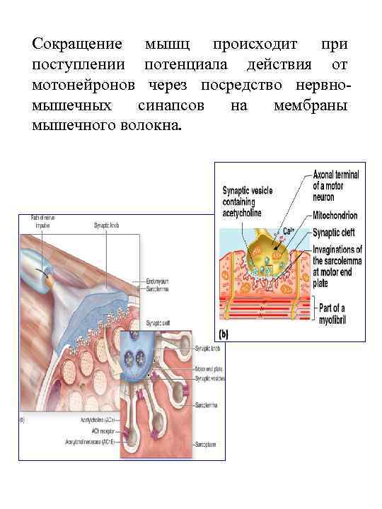 Сокращение мышц происходит при поступлении потенциала действия от мотонейронов через посредство нервномышечных синапсов на