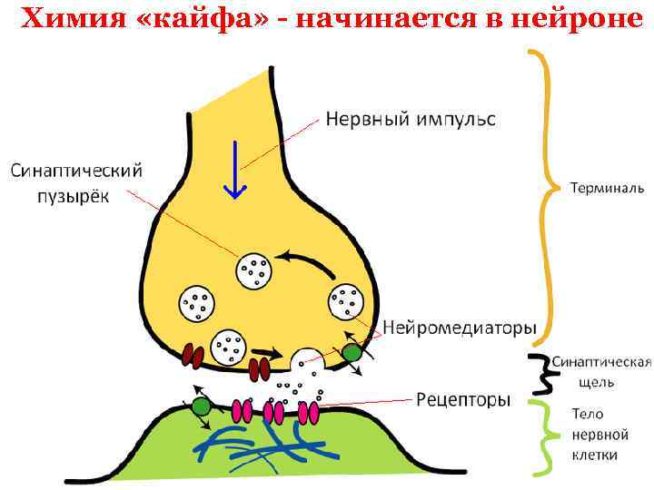 Химия «кайфа» - начинается в нейроне 