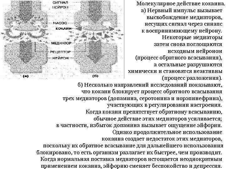 Молекулярное действие кокаина. а) Нервный импульс вызывает высвобождение медиаторов, несущих сигнал через синапс к