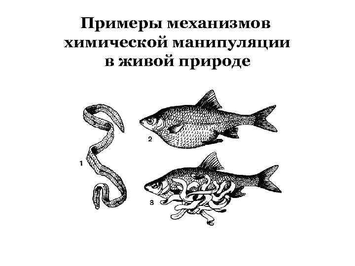 Примеры механизмов химической манипуляции в живой природе 