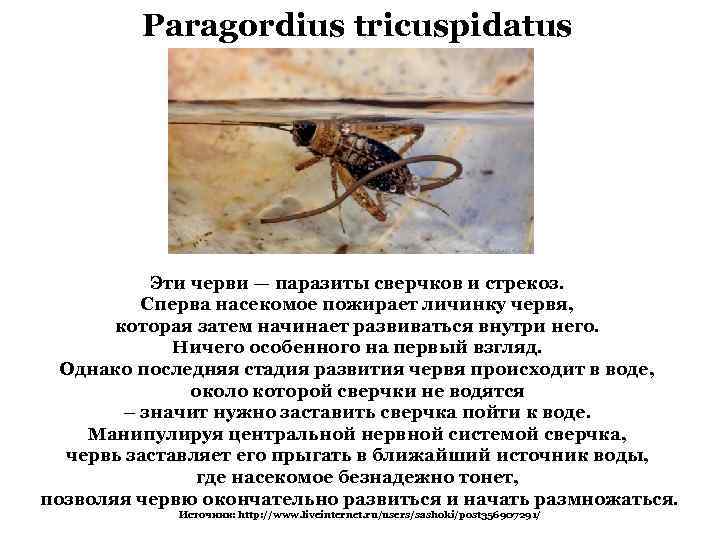 Paragordius tricuspidatus Эти черви — паразиты сверчков и стрекоз. Сперва насекомое пожирает личинку червя,