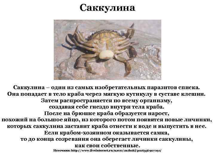 Саккулина – один из самых изобретательных паразитов списка. Она попадает в тело краба через