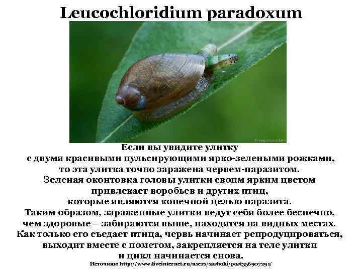 Leucochloridium paradoxum Если вы увидите улитку с двумя красивыми пульсирующими ярко-зелеными рожками, то эта