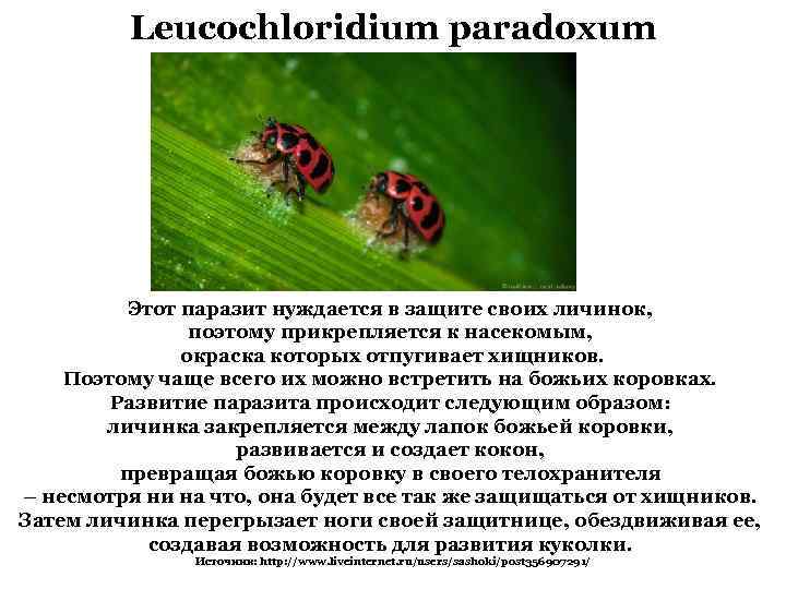 Leucochloridium paradoxum Этот паразит нуждается в защите своих личинок, поэтому прикрепляется к насекомым, окраска