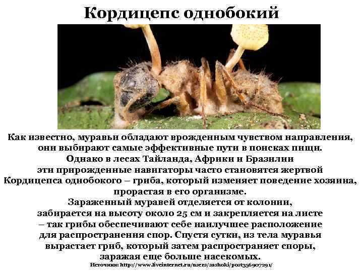 Кордицепс однобокий Как известно, муравьи обладают врожденным чувством направления, они выбирают самые эффективные пути