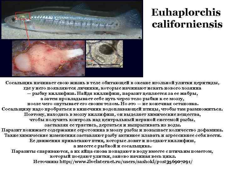 Euhaplorchis californiensis Сосальщик начинает свою жизнь в теле обитающей в океане игольной улитки церитиды,