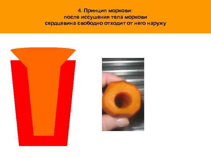 4. Принцип моркови: после иссушения тела моркови сердцевина свободно отходит от него наружу 