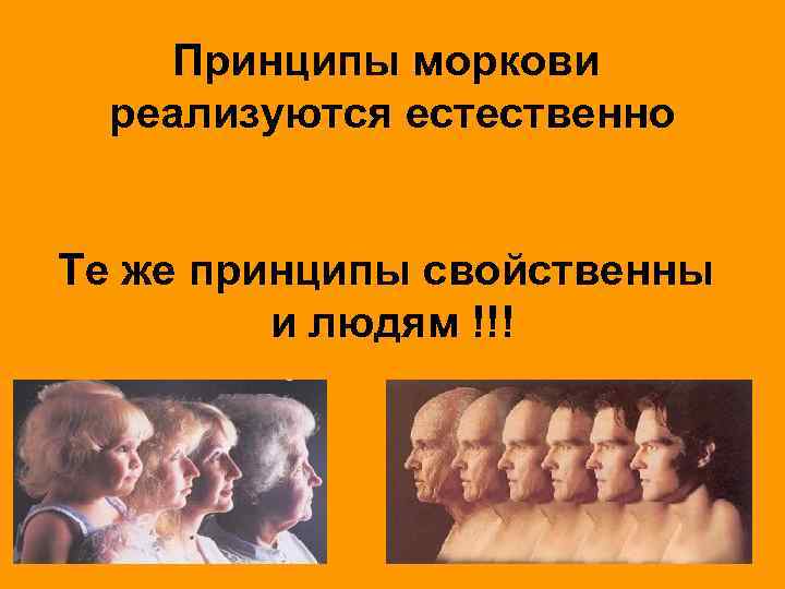 Принципы моркови реализуются естественно Те же принципы свойственны и людям !!! 