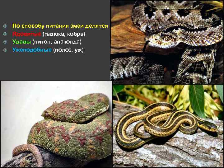 По способу питания змеи делятся: Ядовитые (гадюка, кобра) Удавы (питон, анаконда) Ужеподобные (полоз, уж)