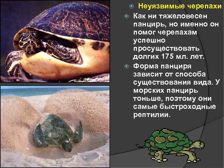 Неуязвимые черепахи Как ни тяжеловесен панцирь, но именно он помог черепахам успешно просуществовать долгих