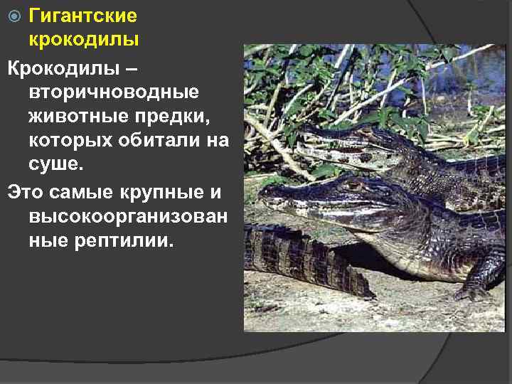 Гигантские крокодилы Крокодилы – вторичноводные животные предки, которых обитали на суше. Это самые крупные