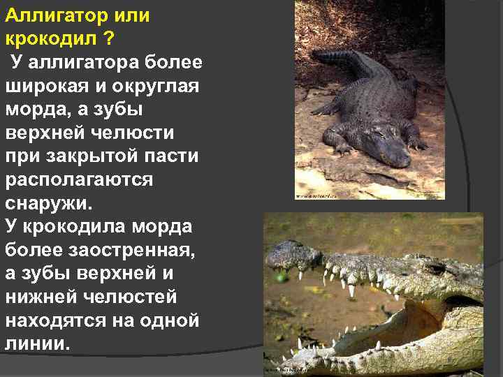 Аллигатор или крокодил ? У аллигатора более широкая и округлая морда, а зубы верхней