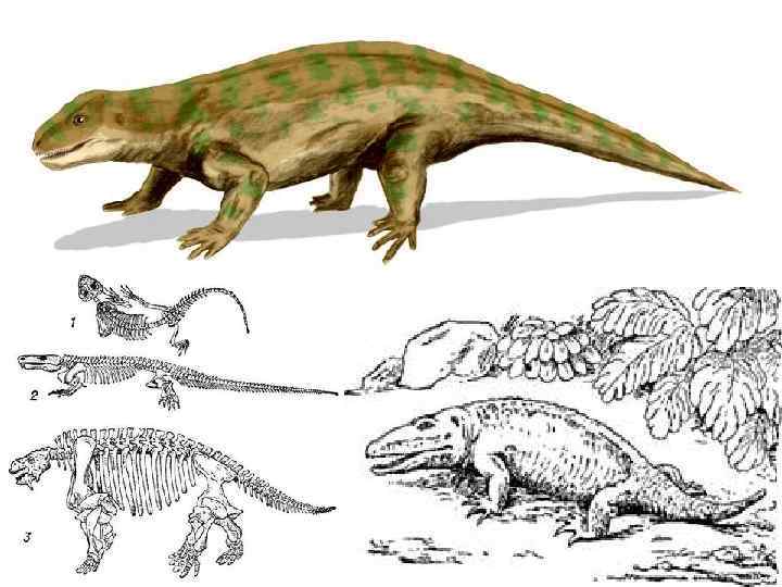На рисунке изображен майаспондил вымершая рептилия. Вымершие пресмыкающиеся. Рептилии и млекопитающие. Один из видов вымерших пресмыкающихся. Муляжи древних пресмыкающихся.