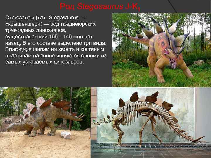 Род Stegosaurus J-K 1 Стегозавры (лат. Stegosaurus — «крышеящер» ) — род позднеюрских травоядных