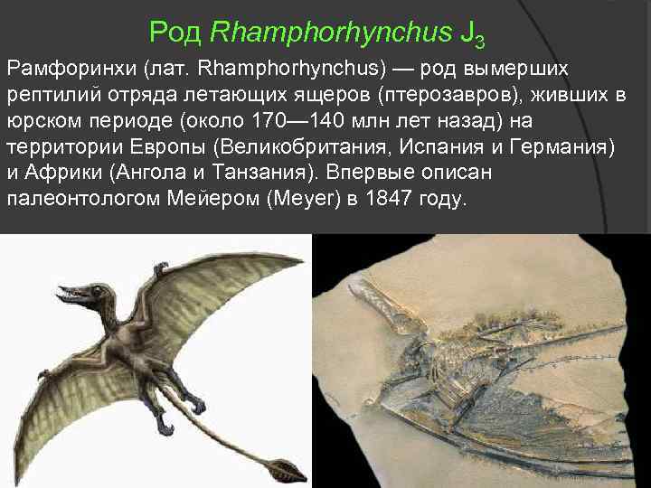 На рисунке изображен рамфоринх вымершее животное обитавшее 161 145 млн лет назад