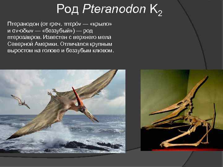 Рoд Pteranodon K 2 Птеранодон (от греч. πτερόν — «крыло» и αν-οδων — «беззубый»