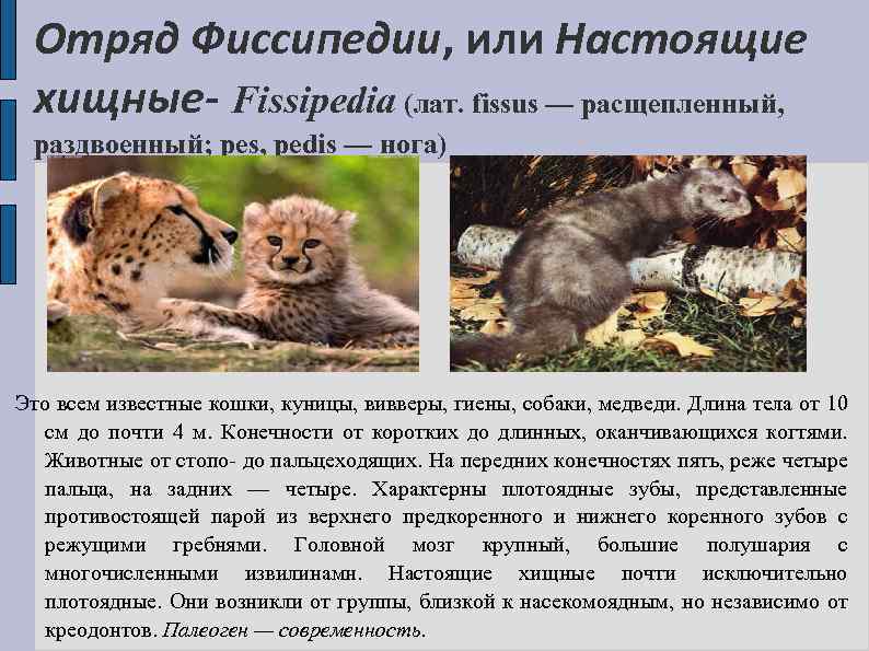Отряд Фиссипедии, или Настоящие хищные- Fissipedia (лат. fissus — расщепленный, раздвоенный; pes, pedis —
