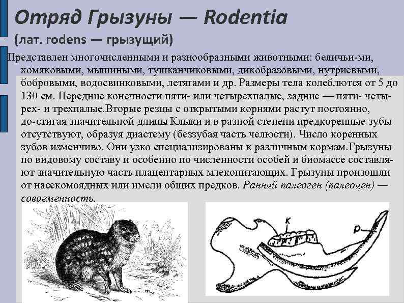 Отряд Грызуны — Rodentia (лат. rodens — грызущий) Представлен многочисленными и разнообразными животными: беличьи