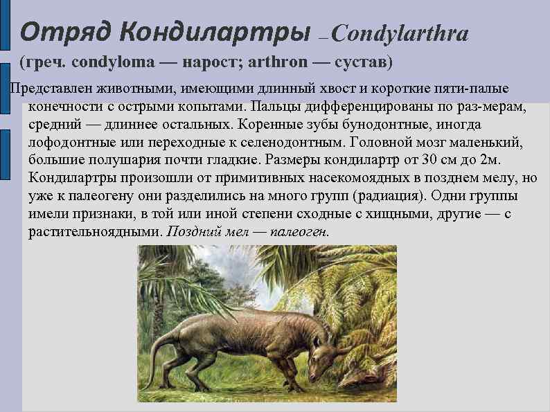 Отряд Кондилартры Condylarthra — (греч. condyloma — нарост; arthron — сустав) Представлен животными, имеющими