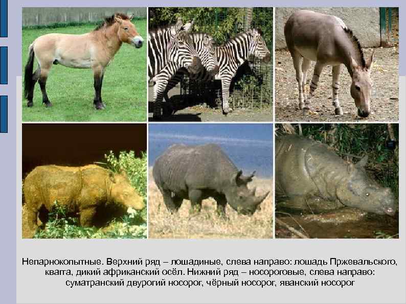 Непарнокопытные. Верхний ряд – лошадиные, слева направо: лошадь Пржевальского, квагга, дикий африканский осёл. Нижний
