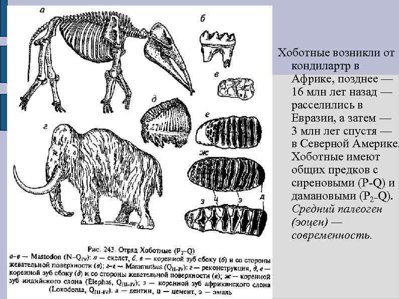 Хоботные возникли от кондилартр в Африке, позднее — 16 млн лет назад — расселились