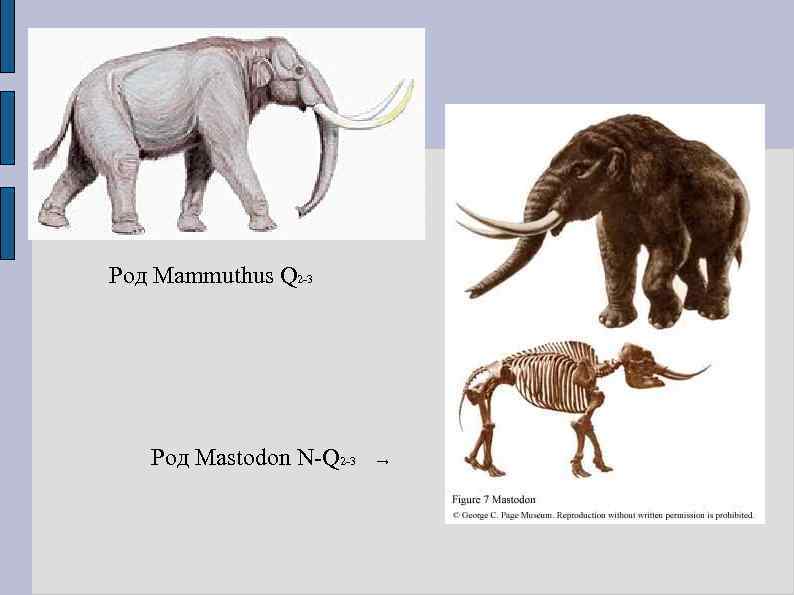 Род Mammuthus Q 2 3 Род Mastodon N Q 2 3 → 
