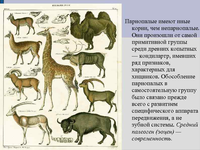 Парнопалые имеют иные корни, чем непарнопалые. Они произошли от самой примитивной группы среди древних